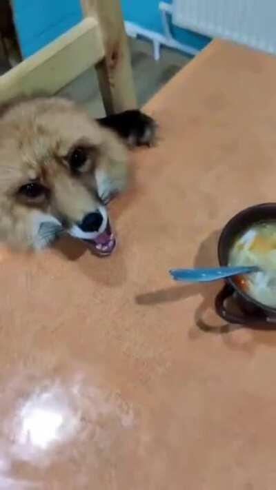 Hangry Fox!!