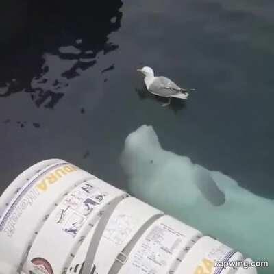 A Beluga Whale Teases A Seagull And Tries To Befriend It
