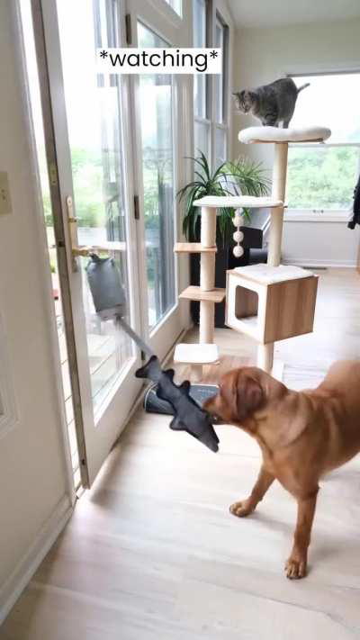 Mission success -Cat