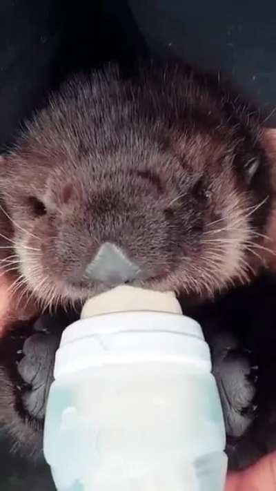 Flashback to Joey the rescued sea otter pup being bottle fed