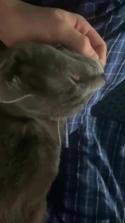 HuMaN BrEaKs CaTs NeCk