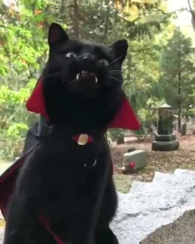 Count “Catula”