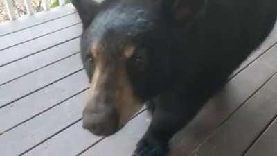 Family of large dogs have joined me on my porch. Seem friendly. PM me if you know the owner
