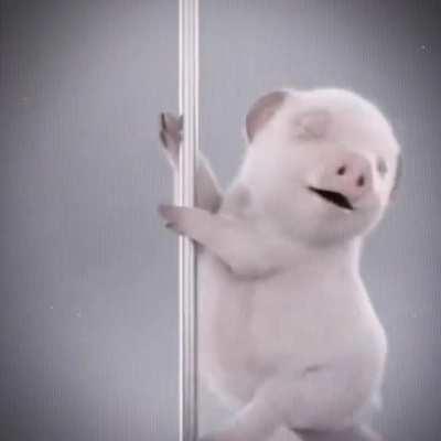 Ever seen a pig pole dance?
