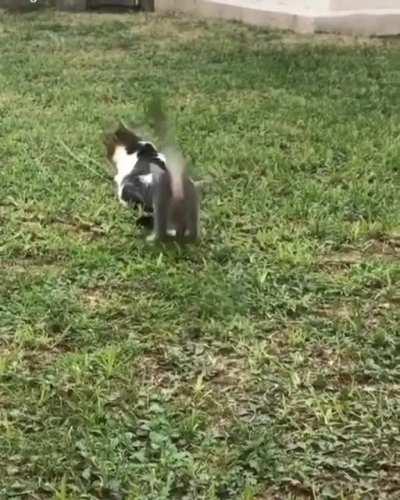 Smol cat makes big cat go boing