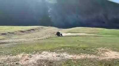 riding your bike up on an animal ~6x your weight