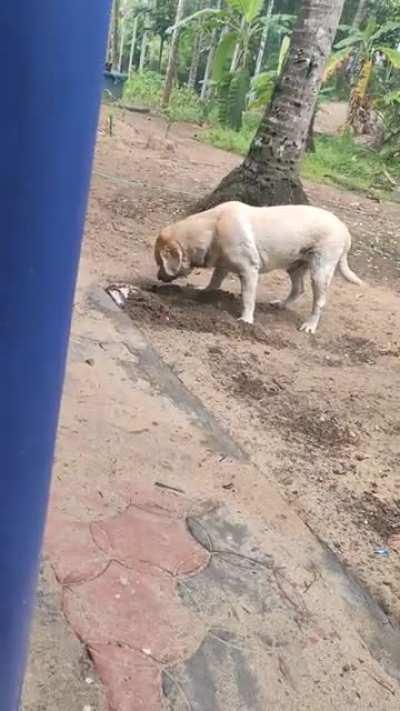 Meet Hachi, the retriever that doesn't