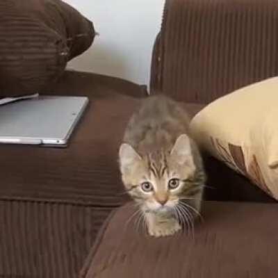 She's learning how to creep and it's adorable