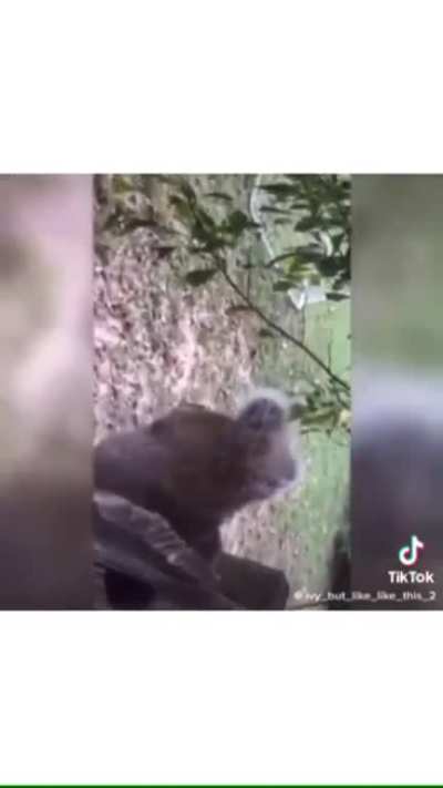 Squirrel nuts gets stuck