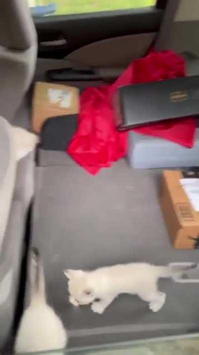 And that's how you end up with 18 cats, aftermath in vehicle