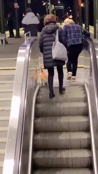 Orange rolling on a glorified treadmill