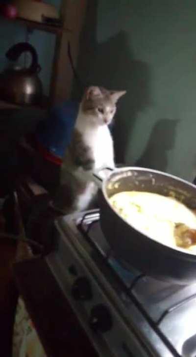 Ese gato me representa