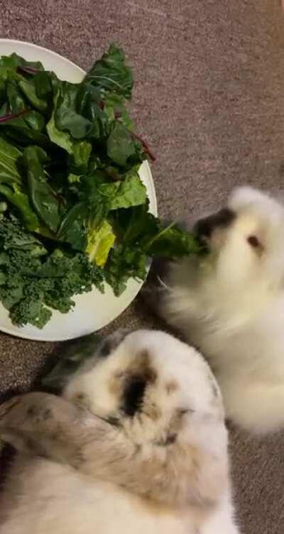 Sort of funny but after posting and asking for advice about them not eating greens they decided after a year of struggling they love salads 🤷🏻‍♀️🌿🍃🐰