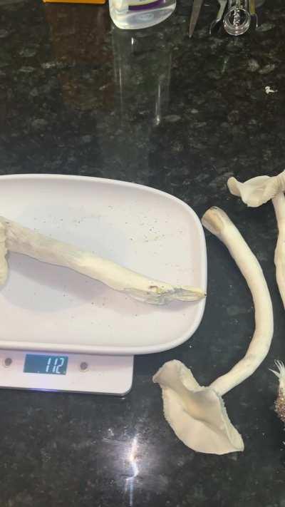 [Actives] 100 gram club jedi mind fuck