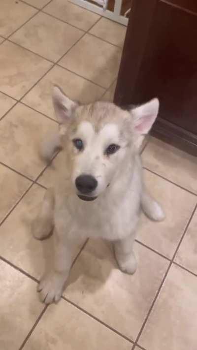 Puppy does most adorable thing possible