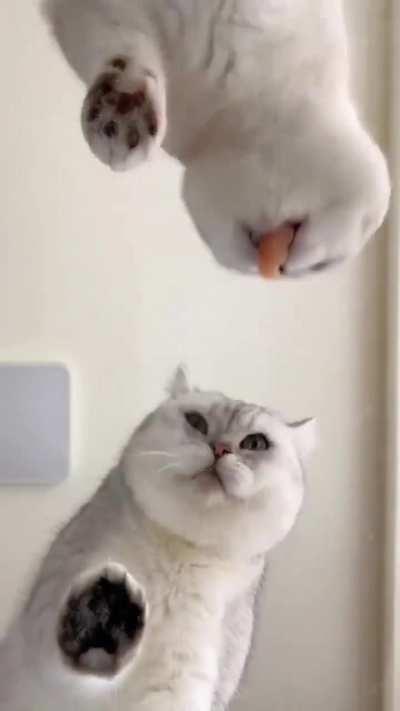 NOO GIVE THE OTHER ONE TOO