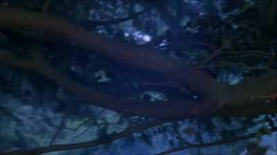 Felicity jones in Northanger Abbey (2007)