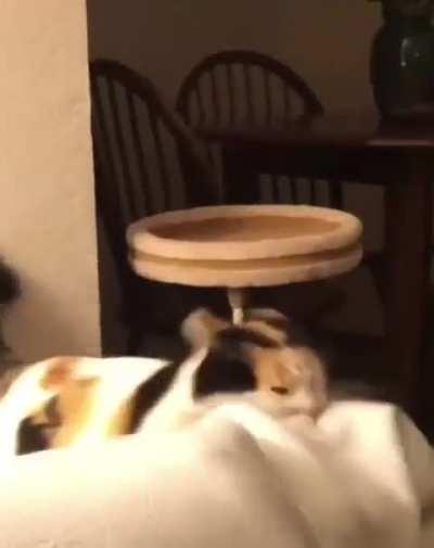 Жесть какой агрессивный кусь😡