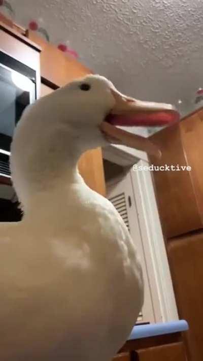 Кряк-кряк с индийскими мотивами