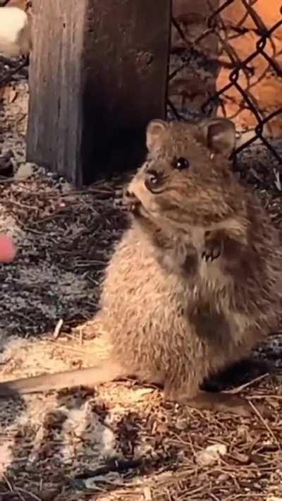 Aussie Entertaining a quokka