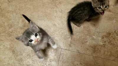 The kittens were hungry. So many little yells. The jump yell is my favorite.