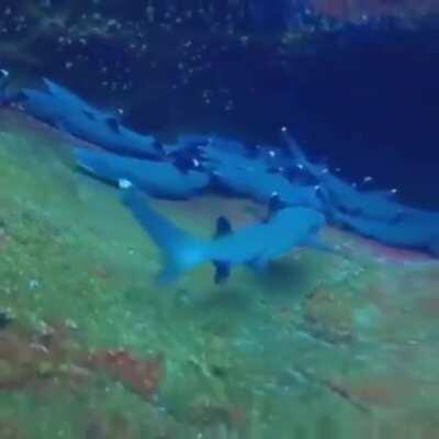 An unexpected new friend while filming sleepy sharks