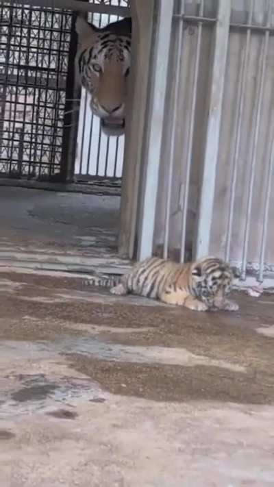 Cub’s great escape instantly cancelled by Mum