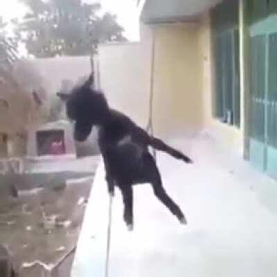 ميسيميسيميسي ميسيميسيميسيميسي ميسي