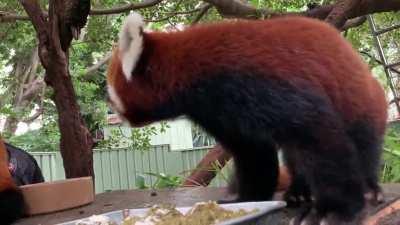 We were lucky enough to meet Sombaar at Perth Zoo today!