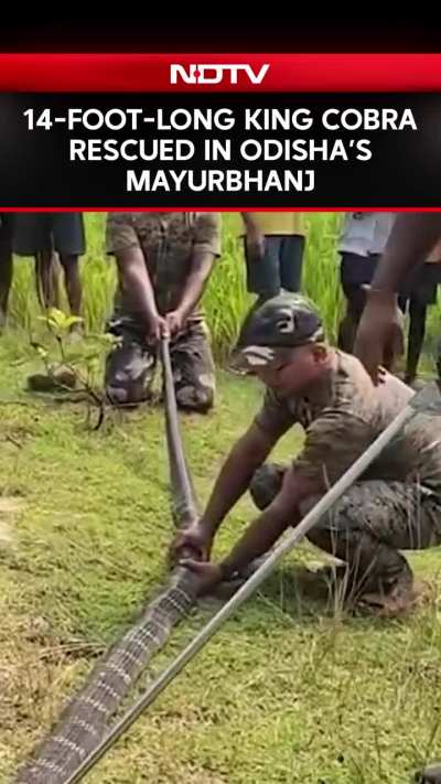 A 14-foot-long King Cobra was successfully rescued from the Kaptiipada forest area near Padmapokhari village in Odisha’s Mayurbhanj district.