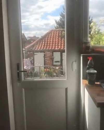 Hi! Can I interest you in a ball!?!?