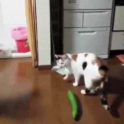 Startled by a cucumber
