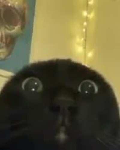 caaaaaaaaaaaat of the day 128