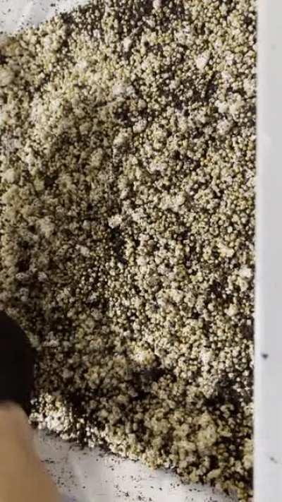 DayTrippers Trip Tip’s - The Spawn to Bulk Transfer Tek that yields a Full Canopy Flush almost every time. [Video Tutorial]