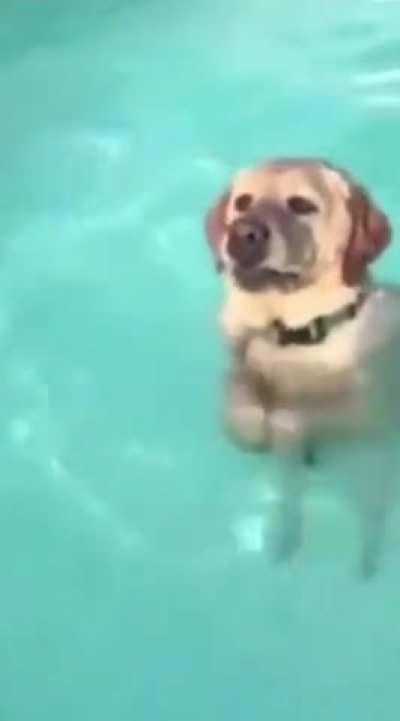 Here’s a doggo realizing he can stand in the pool