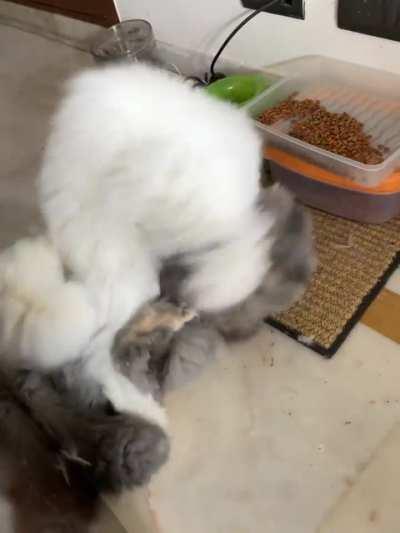 Are they fighting or playing?