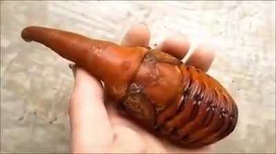 Life stages of a Rhino Beetle.