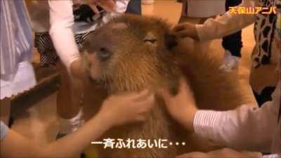 A Capybara achieving a higher state of being