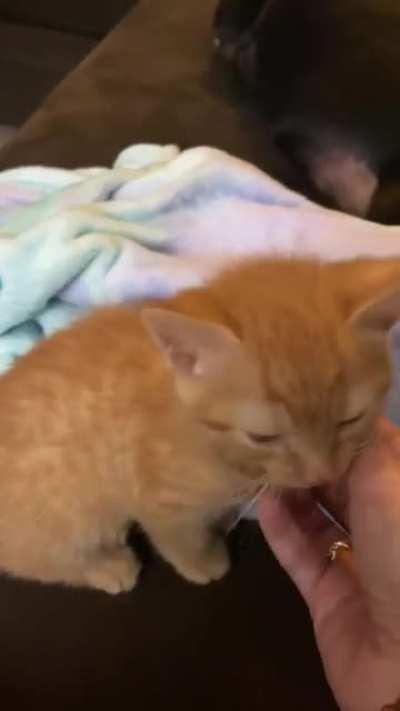 My 12 week old kitten yelling at me for attention.