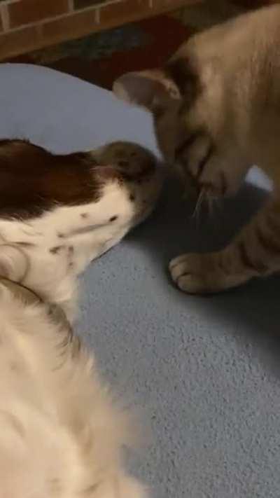 My cat rubbing her face on my dog (and him not caring)