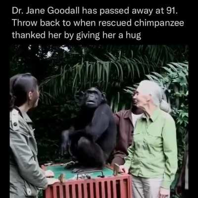Throwback to when a rescued chimpanzee thanked Dr. Jane Goodall by giving her a hug. Dr. Jane Goodall passed away at 91.