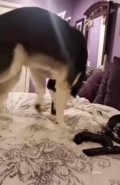 Бедный, забыл, что у него есть хвост