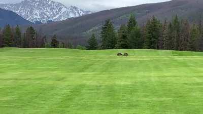 I had to abandon my ball