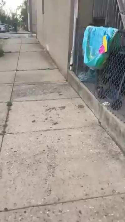 In Baltimore, even the cats are gangsta.