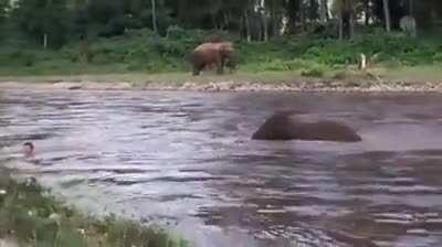 Elephant kiddo thought human is drowning and tries to save him