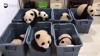 Teeny Tiny Pandemonium in the beary smol crates