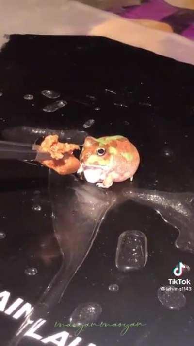 This chonky tiny frog...