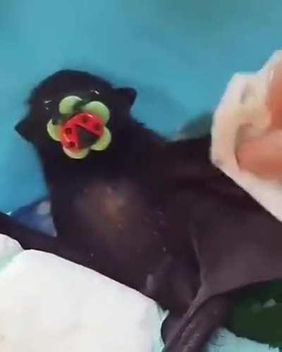 Baby bat being cleaned.