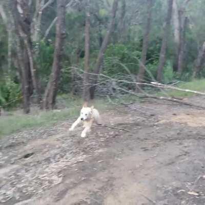 Sunset bushwalk zoomies. Winston cleared a fallen tree in one leap and was so amped about it he did victory laps.