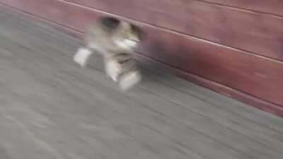 Russian kitty Romka making the rounds at a horse farm